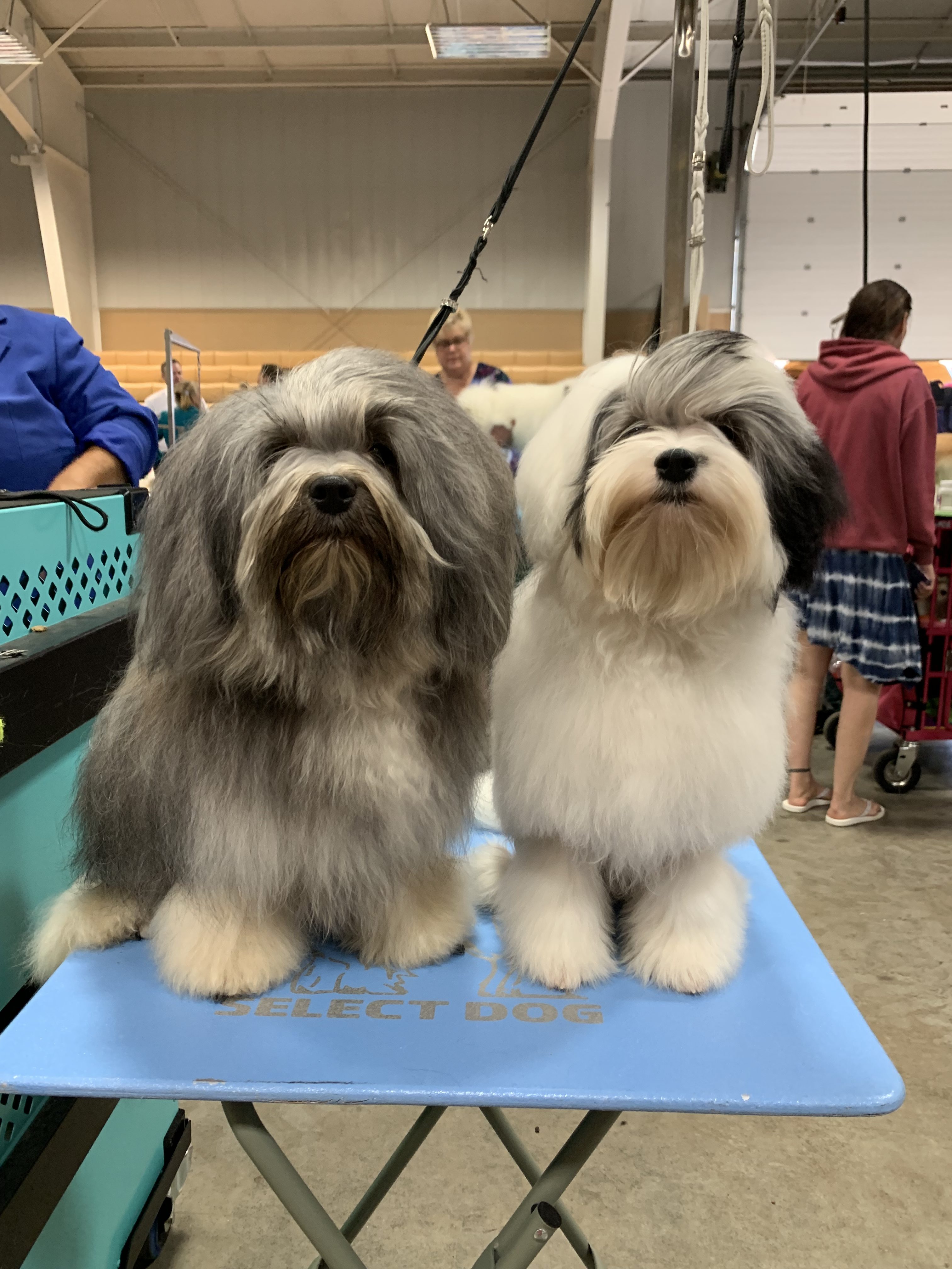 Lowchen Show Dogs Little Lion Dogs