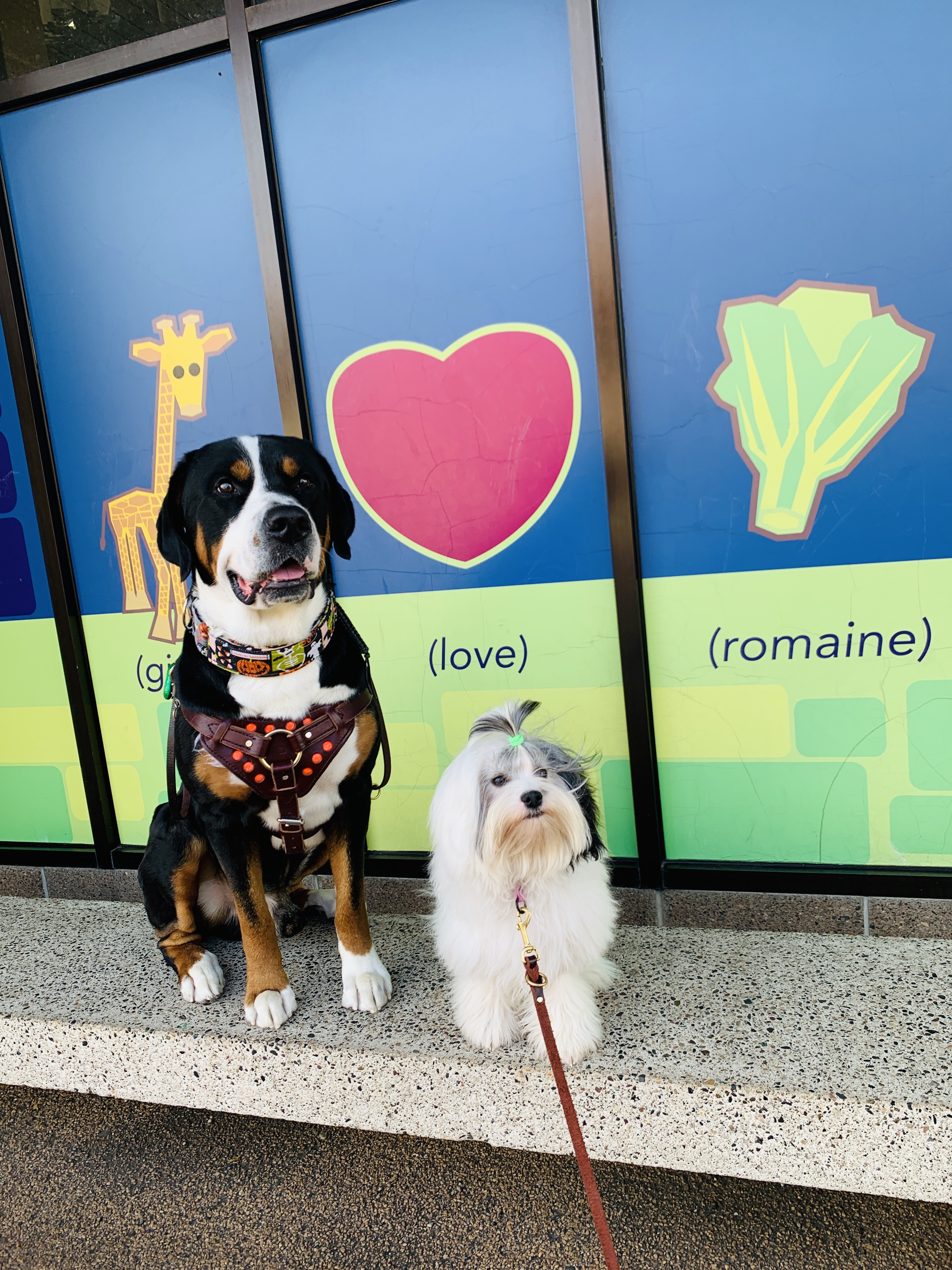 do bernese mountain dogs make good therapy dogs