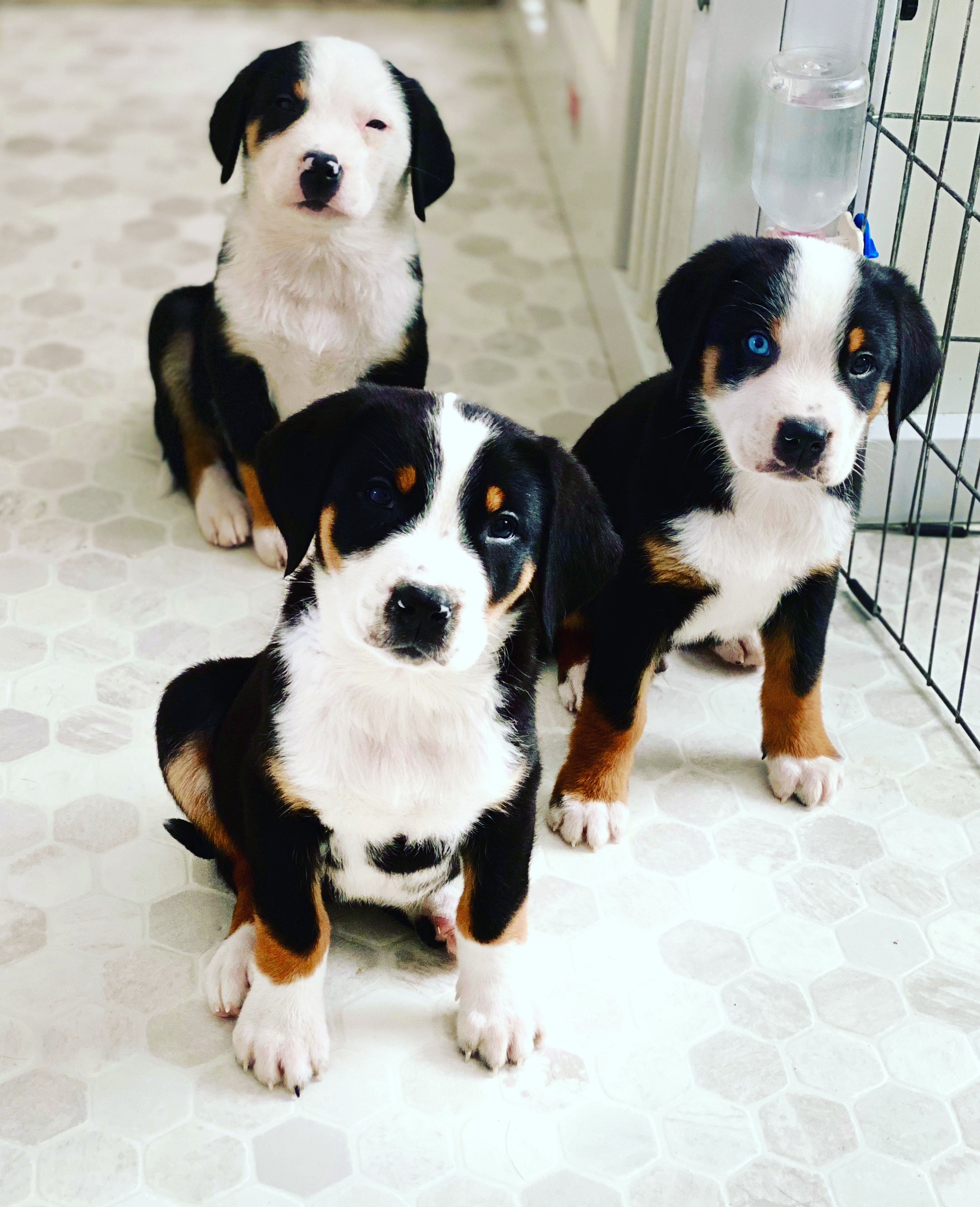 miniature greater swiss mountain dog