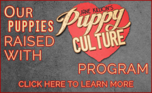 Our Lowchen puppies and Greater Swiss Mountain Dog Puppies are raised with Puppy Culture Principles.