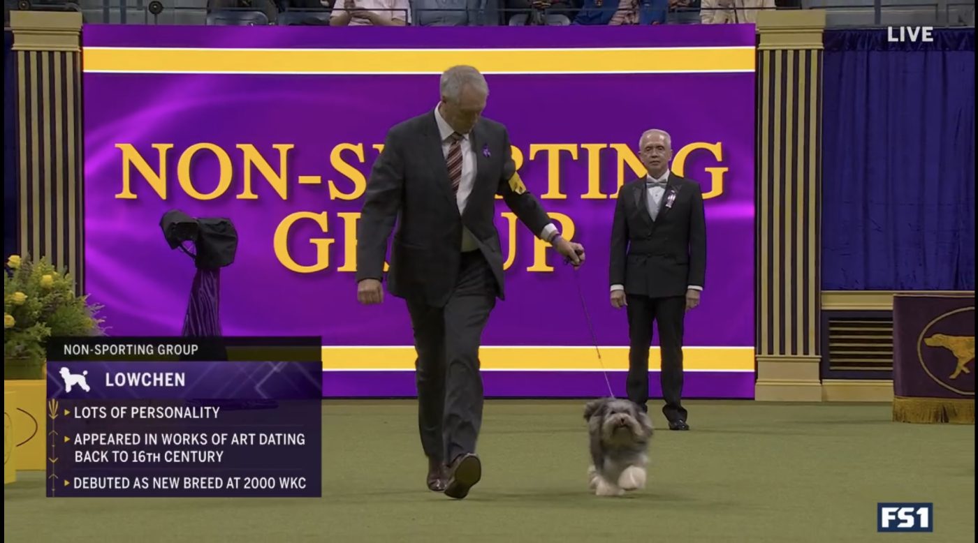 Lowchen Best of Breed at Westminster 2024! Roman Reign Greater Swiss