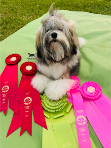 Sable Pied Lowchen Puppy with ribbons from Marie Falconer Gracie Fritz Roman Reign
