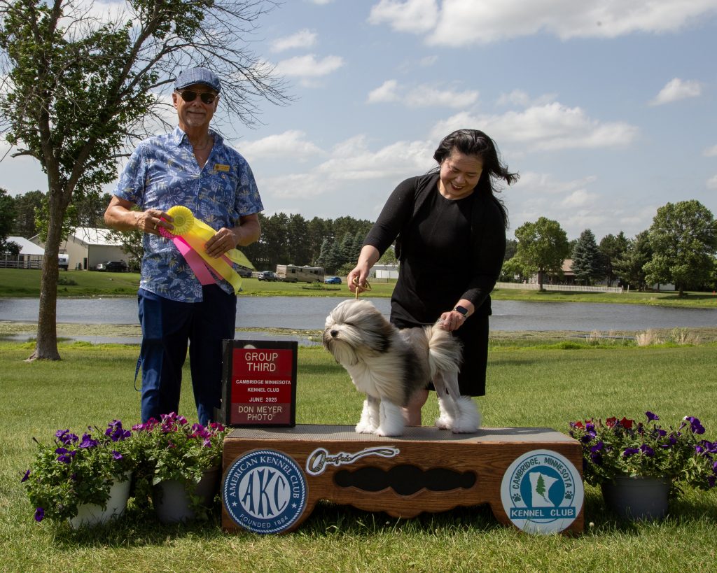 AKC Judge Richard Paquette Roman Reign Business Instead of Game Lowchen Cambridge Minnesota May 2025 Little Lion Dog Musicbox