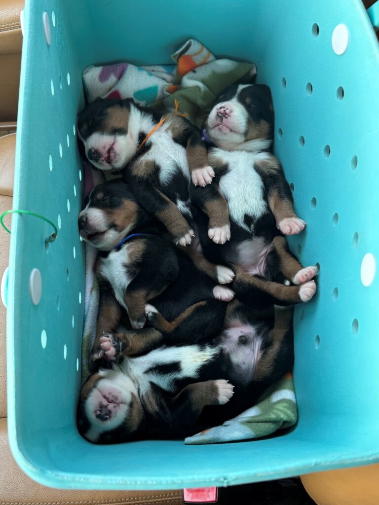 Greater Swiss Mountain Dog Puppy Car ride in Bogg Bag