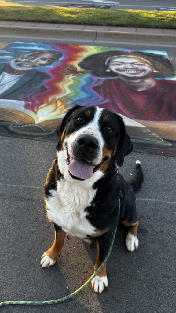 CH Roman Reign Sunflowers Smell like Victory Greater Swiss Mountain Dog Minnesota