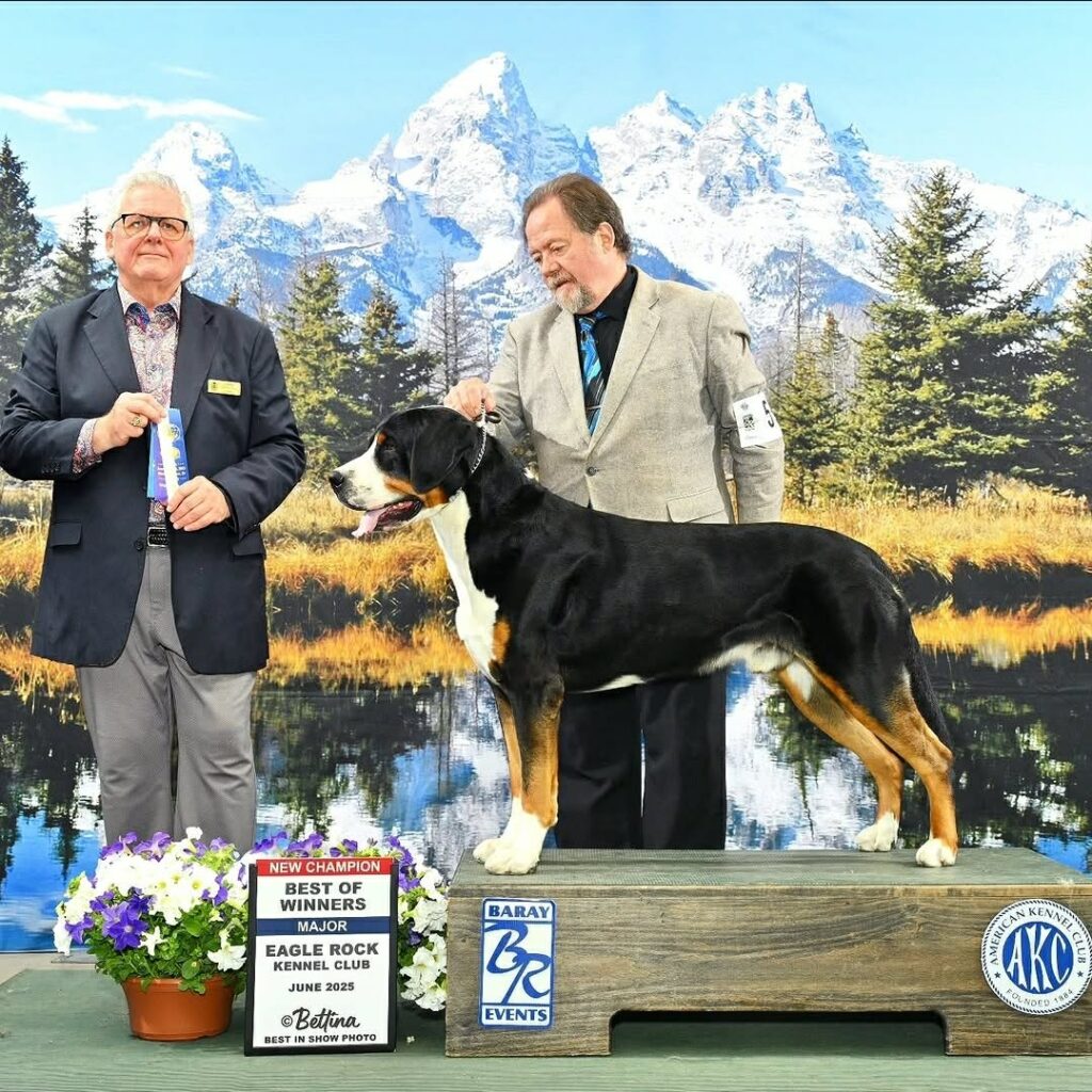 CH Blue Hills Inconceivable Tobias Greater Swiss Mountain Dog