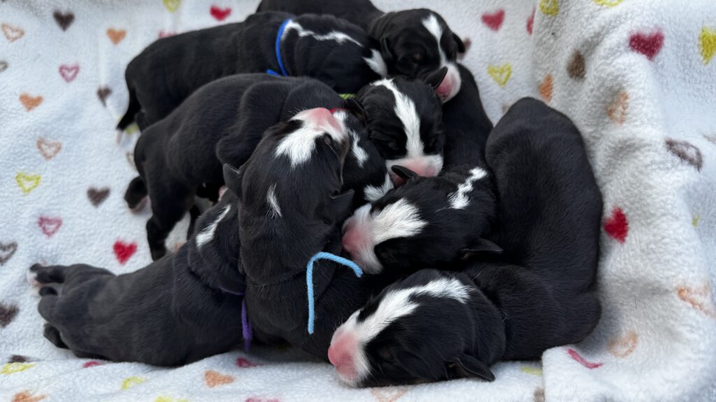 Group of newborn black and white puppies cuddled together on a heart-pattern blanket with pastel colors.