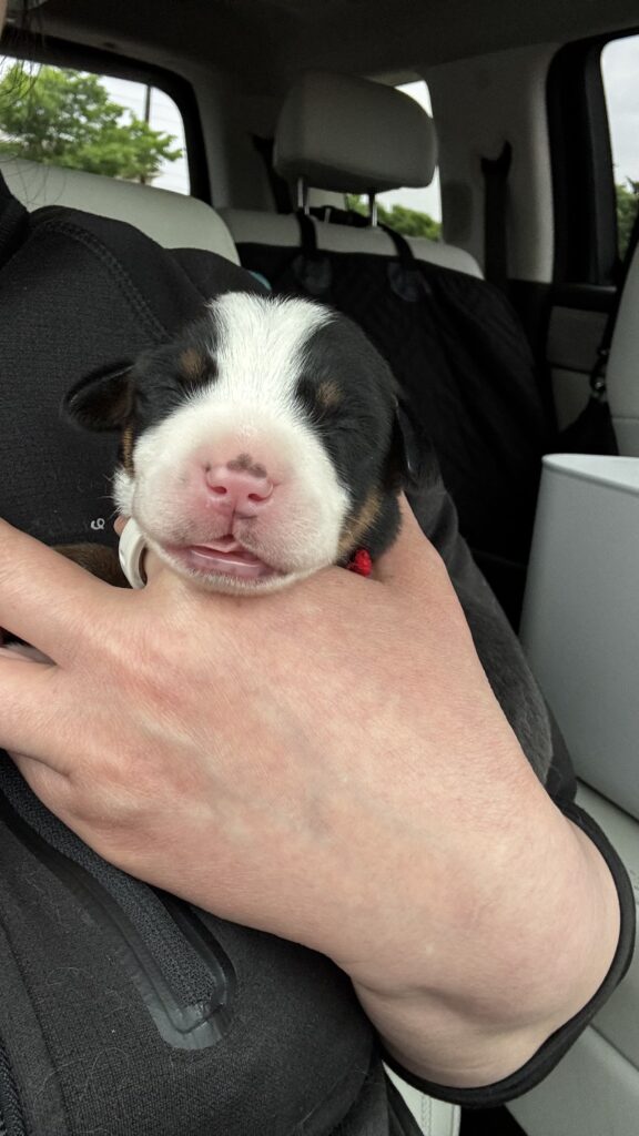 Tiny newborn puppy with black, white, and brown fur cradled in a person's arm inside a car, its pink nose resting gently forward.