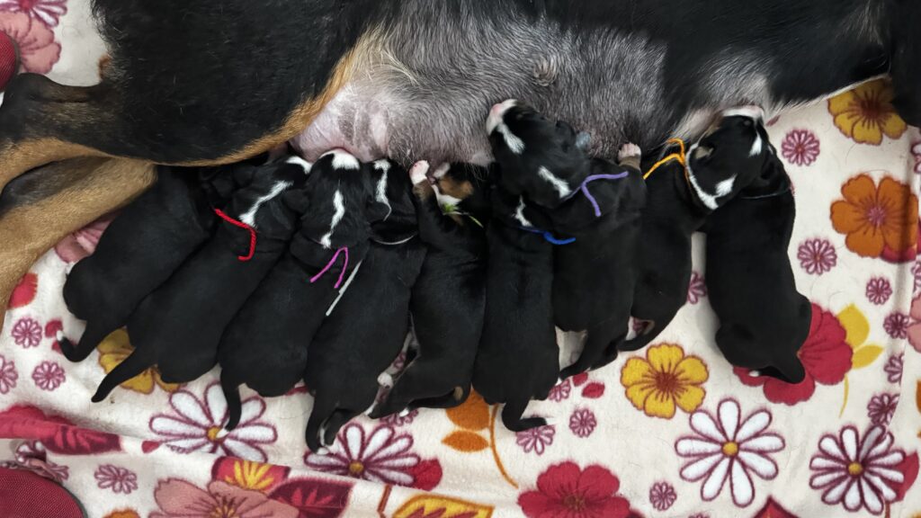 Group of newborn black puppies nursing from their mother on a floral blanket, each with a small colored ribbon around its neck.