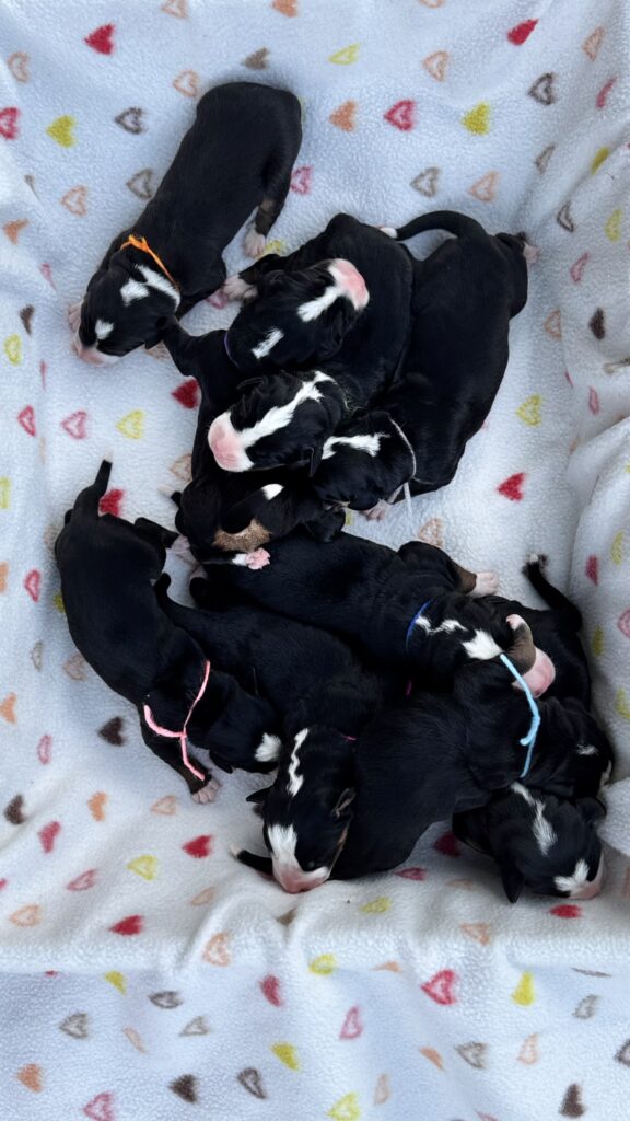 Litter of tiny black-and-white newborn puppies cuddled together on a soft pastel blanket with small heart patterns.