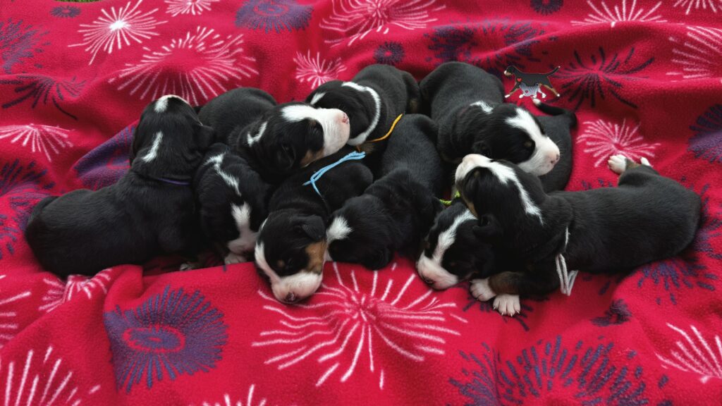 Bundle of newborn black, white, and tan Greater Swiss Mountain Dog puppies snuggled on a red fireworks-patterned blanket, resting together.] ,
