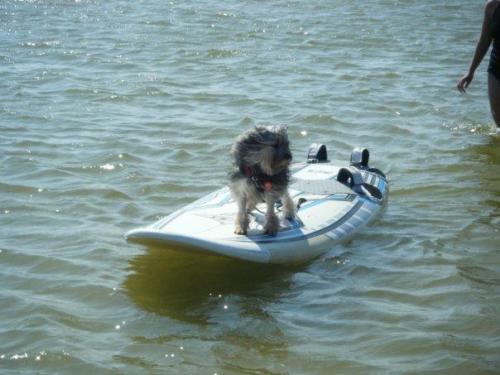 Basil Lowchen surfing Water Rescue
