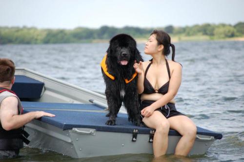 Brooke Newfie Greater Swiss Mountain Dog Water Rescue