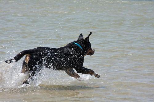 Ch Dixieland Blazing Maximus, CGC, HIT, SS, SWET, WETT, HIC, WETX, WTXX, WPD, DD, WWDS, RN, CD, Delta, THDA, VGS “Mouse” 
