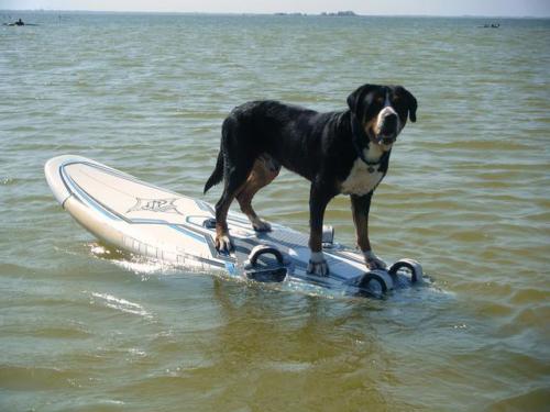 Mouse Greater Swiss Mountain Dog Water Rescue surfing