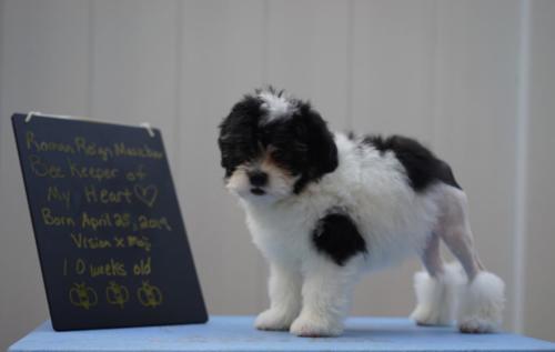 Roman Reign Greater Swiss Mountain Dog and Lowchen Puppies