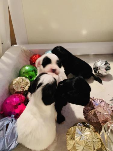 Roman Reign Greater Swiss Mountain Dog and Lowchen Puppies