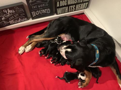 Greater Swiss Mountain Dog Puppies Ike x Peaches current litter 1