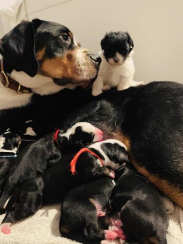 Greater Swiss Mountain Dog Puppies Ike x Peaches current litter 2 (1)