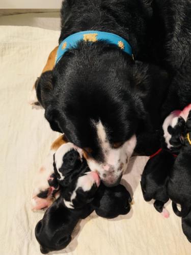 Greater Swiss Mountain Dog Puppies Ike x Peaches current litter 3