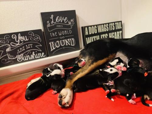 Greater Swiss Mountain Dog Puppies Ike x Peaches current litter 4