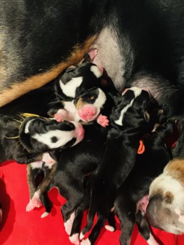 Greater Swiss Mountain Dog Puppies Ike x Peaches current litter 5