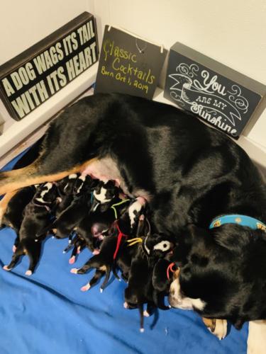 Greater Swiss Mountain Dog Puppies Ike x Peaches current litter 7
