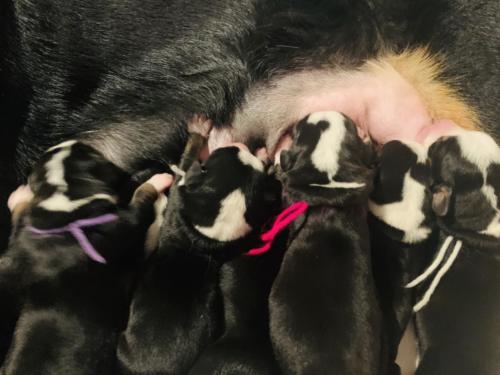 Greater Swiss Mountain Dog Puppies Ike x Peaches current litter 8