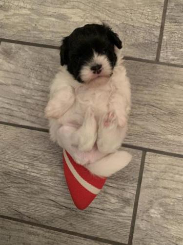 Lowchen Puppies Vision x Latte Current litter Rothys cherry with a white line 9 (1)