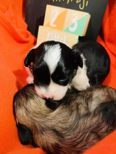 Roman Reign Greater Swiss Mountain Dog and Lowchen Puppies