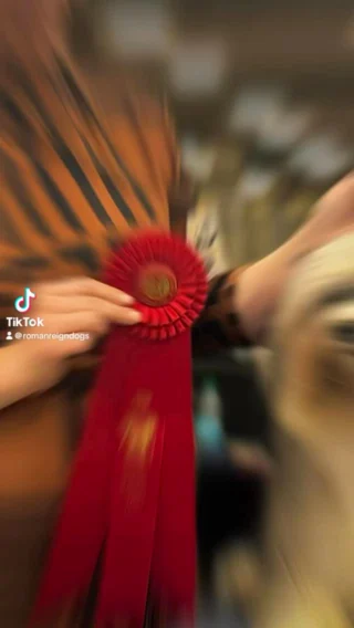 Gato, the Lowchen goes Best in Show Puppy in Reno, Nevada - Roman